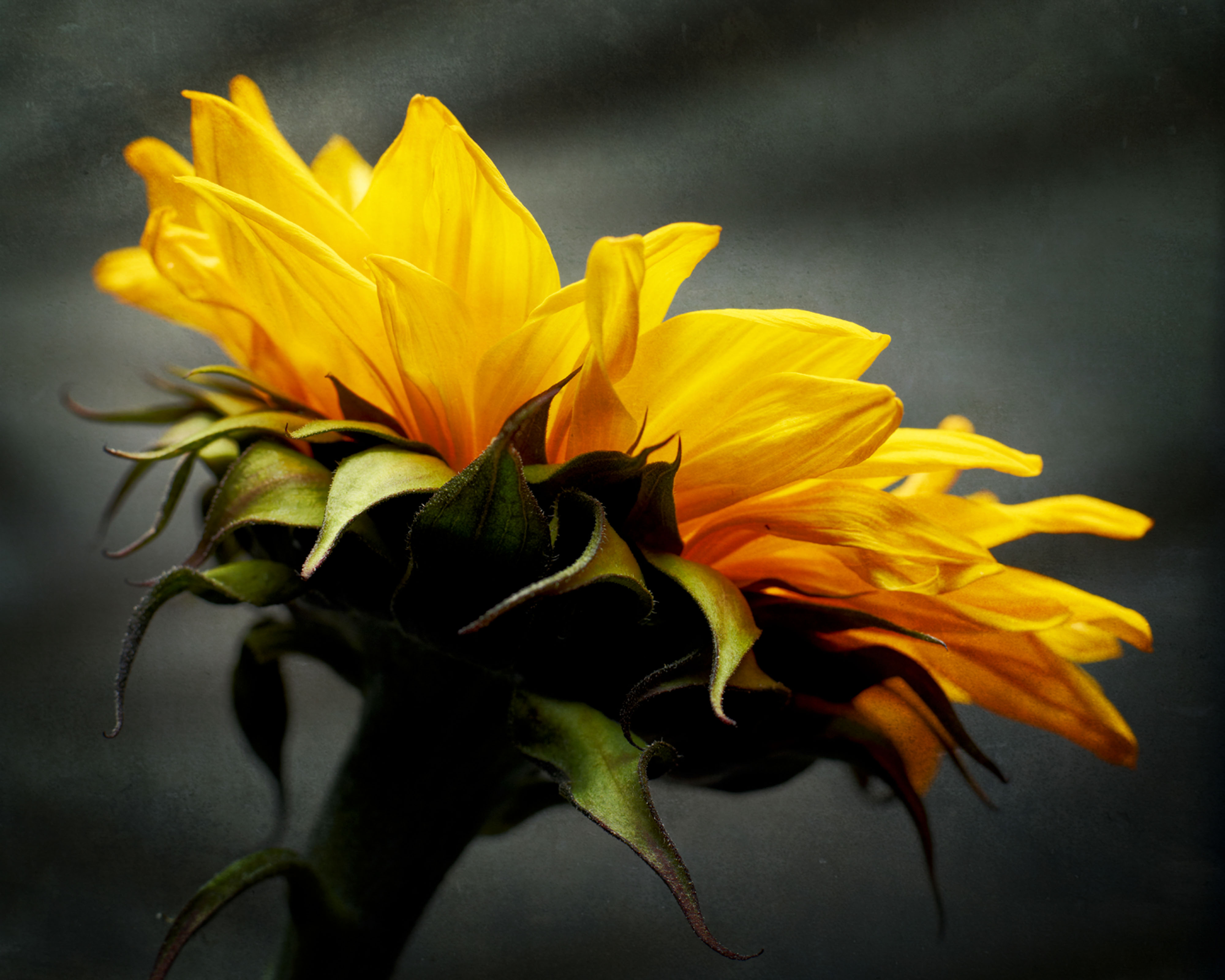 sunflower_8bit